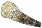 Fossil Spinosaurus Tooth - Dekkar Formation, Morocco #299094-1